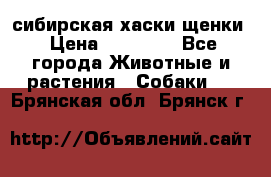 сибирская хаски щенки › Цена ­ 10 000 - Все города Животные и растения » Собаки   . Брянская обл.,Брянск г.